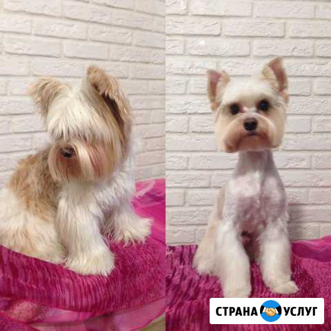 Профессиональная стрижка собак и кошек Московский - изображение 1
