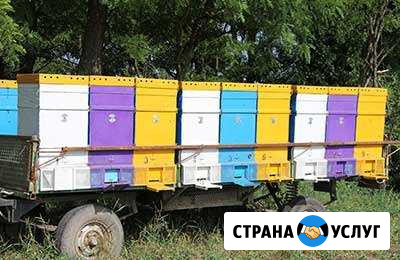 Доставка меда по городу Геленджик - изображение 1