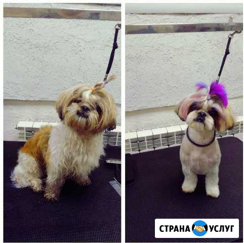 Стрижка животных Бийск - изображение 1