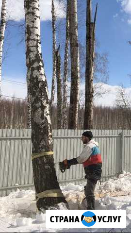 Услуги Арбориста. Спилим дерево Заокский - изображение 1