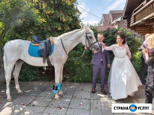 Аренда лошади: фотосессии, выезды в поля Видное - изображение 1