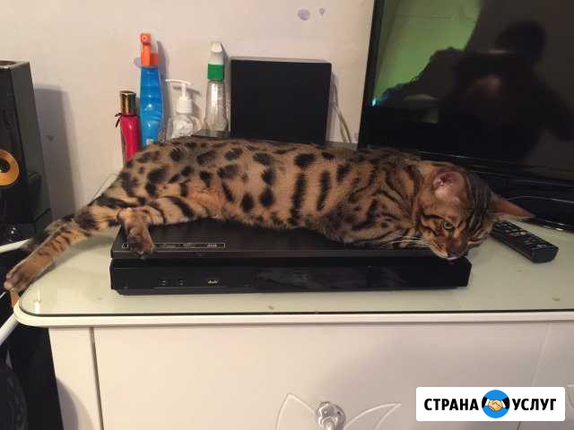 Вязка с бенгальским котом Электросталь - изображение 1