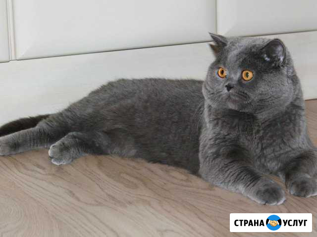 Вязка Шoтландский Скоттиш-Страйт Опытный Ногинск - изображение 1