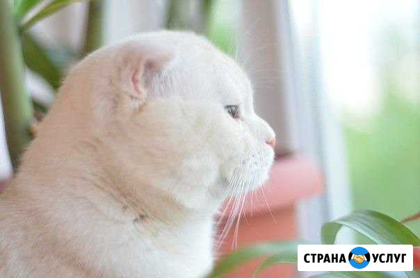 Вязка Ковров - изображение 1