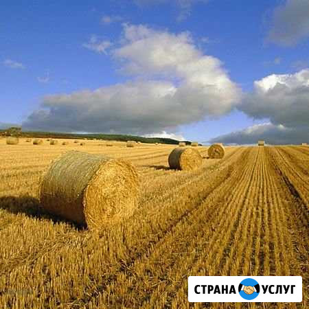 Солома Пшеничная Ангарск - изображение 1