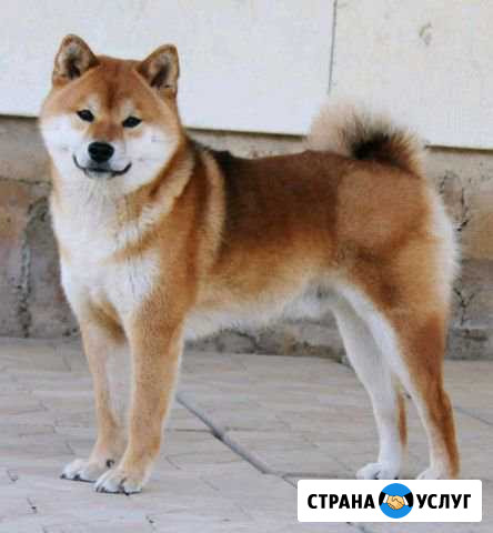 Кобель шиба ину(сиба) для вязки Симферополь - изображение 1