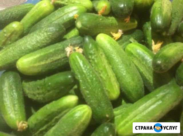Огурцы свежие Абакан - изображение 1