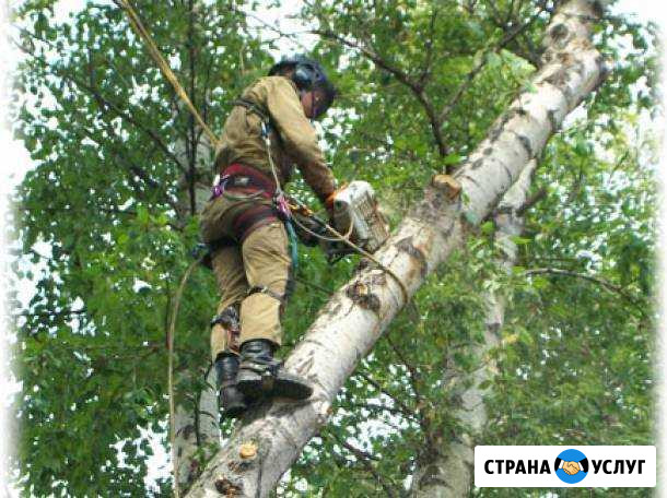 Спил деревьев,расчистка участка,вывоз.Аренда автов Таганрог - изображение 1