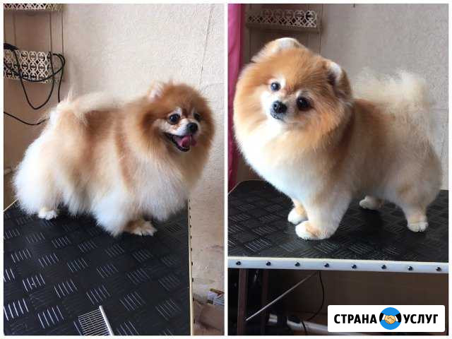 Стрижка собак Мурманск - изображение 1