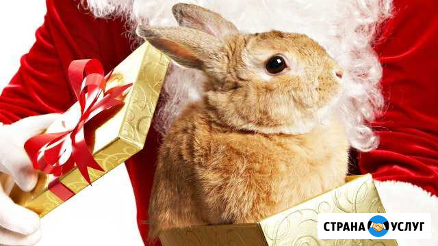 Кролики для новогодних фотосессий Ишимбай - изображение 1