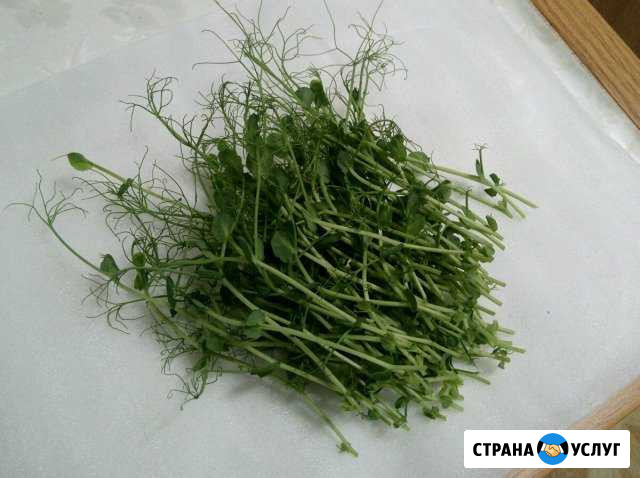 Микрозелень Анапа - изображение 1