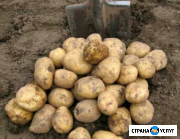 Картофель Чебоксары - изображение 1