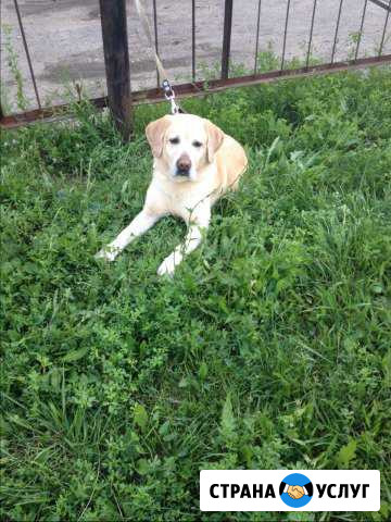 Кобель на вязку Нижний Новгород - изображение 1