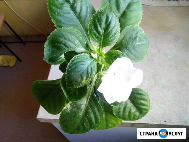 Продам растение Саратов - изображение 1