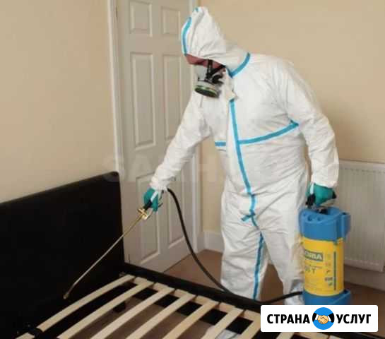 Услуги Дизенсекции. Уничтожение клопов, тараканов Апшеронск - изображение 1