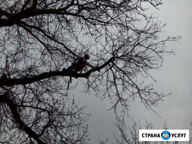 Спилю деревья любой сложности(аккуратно) Тихорецк - изображение 1