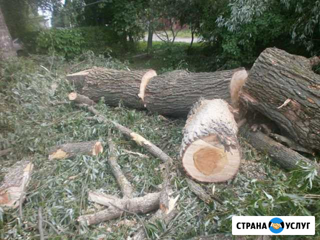 Спиливание деревьев Каменск-Шахтинский - изображение 1