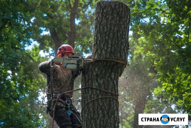 Удалить дерево, спил деревьев, кронирование Балашиха - изображение 1