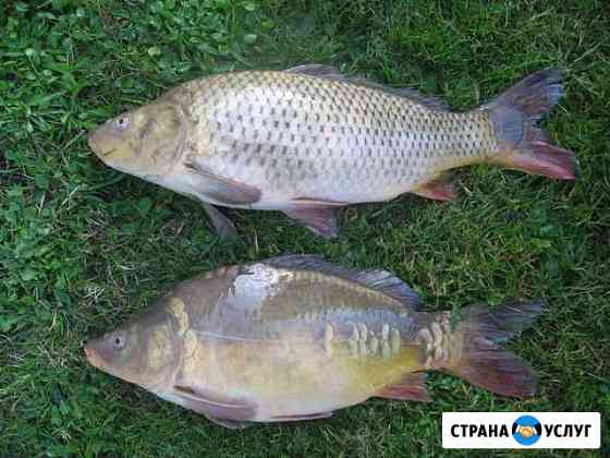 Живой Карп Бузулук