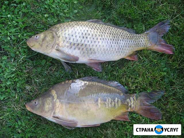 Живой Карп Бузулук - изображение 1