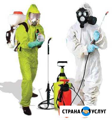 Уничтожение тараканов клопов муравьев мух комаров Вольск - изображение 1
