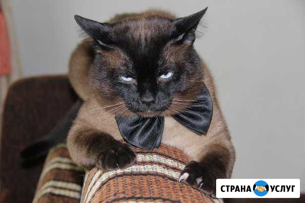 Вязка кота Симферополь - изображение 1