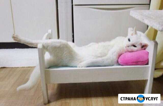 Стрижка (груминг) кошек и собак Нижнекамск - изображение 1