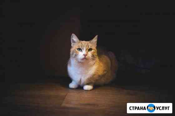 Передержка кошек Нижний Новгород