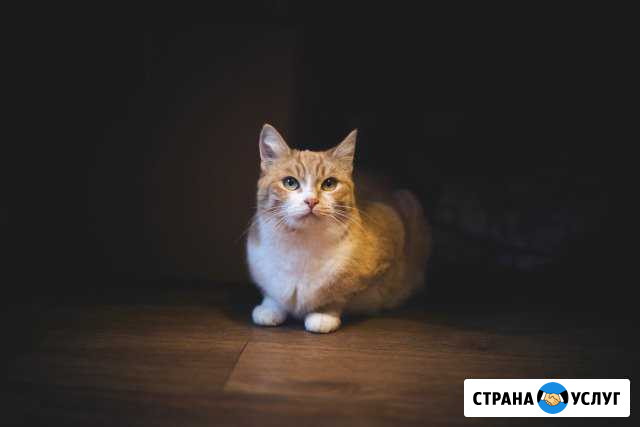 Передержка кошек Нижний Новгород - изображение 1