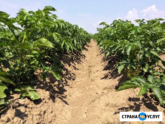 Продам картофель Гала Розара Благовещенск - изображение 1