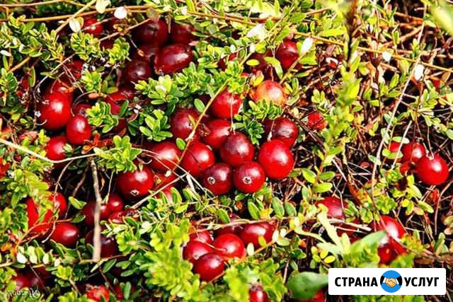 Клюква из экологического района оз.Святое Иваново - изображение 1