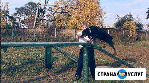 Дрессировка собак Москва