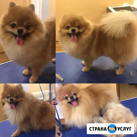 Стрижка собак Норильск - изображение 1