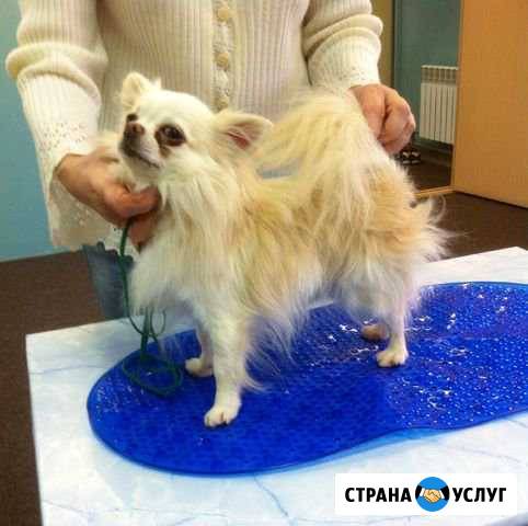 Хендлинг, подготовка к выставке Киров - изображение 1