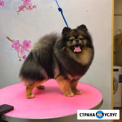 Стрижка собак (груминг) Кострома - изображение 1