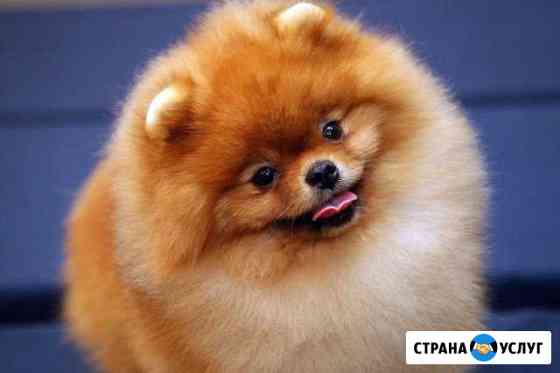 Передержка собак и кошек Екатеринбург