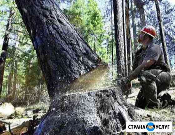 Спилим Ваши надоедлевые и аварийные Деревья Туапсе