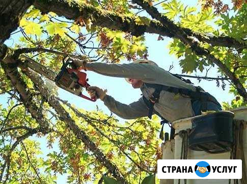 Удаление деревьев. Спилить дерево Ступино - изображение 1