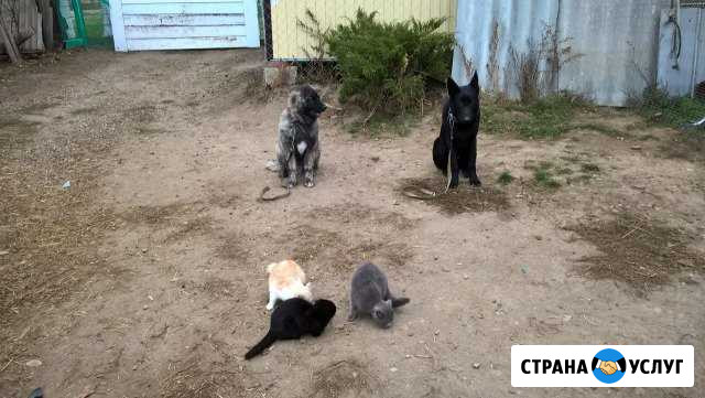 Дрессировка собак всех пород Лабинск - изображение 1
