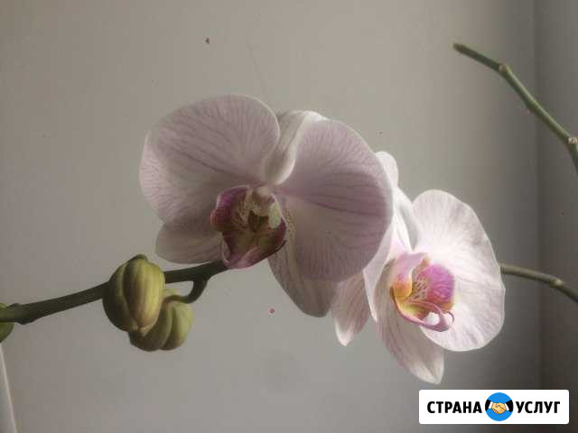 Оказание всех видов юридических услуг Энгельс - изображение 1