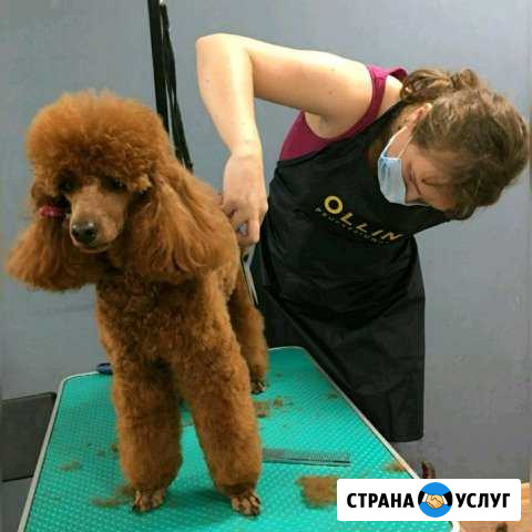 Стрижка кошек и собак, тримминг Новокузнецк - изображение 1