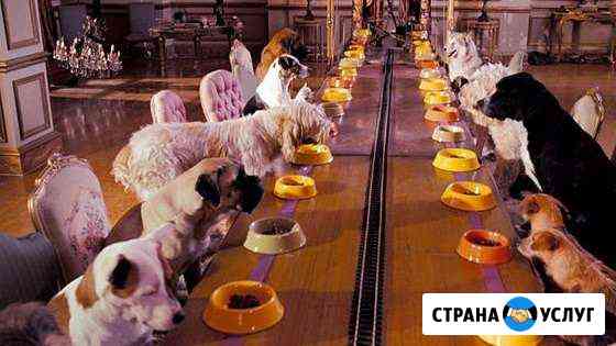 Передержка (гостиница) для животных Челябинск