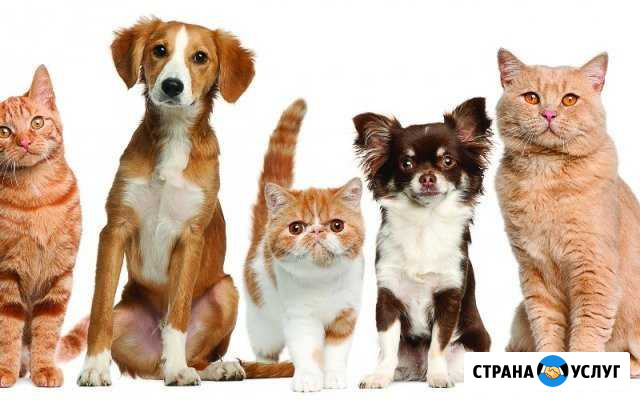 Гостиница и передержка для котов Ханты-Мансийск - изображение 1
