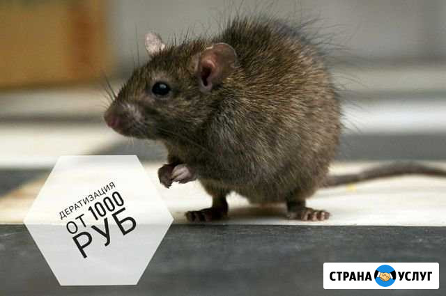 Дератизация уничтожение крыс мышей Люберцы - изображение 1
