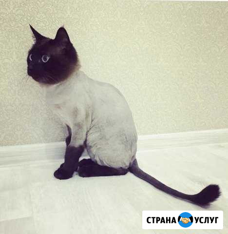 Стрижка кошек и котов Сургут - изображение 1