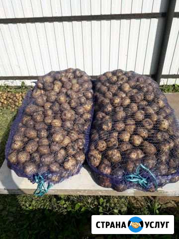 Продам картофель отборный Курган - изображение 1