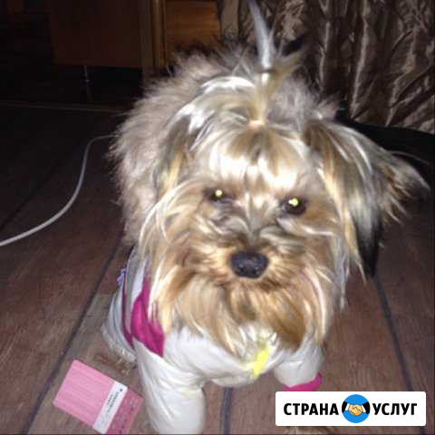 Кобель для вязки Мурманск - изображение 1