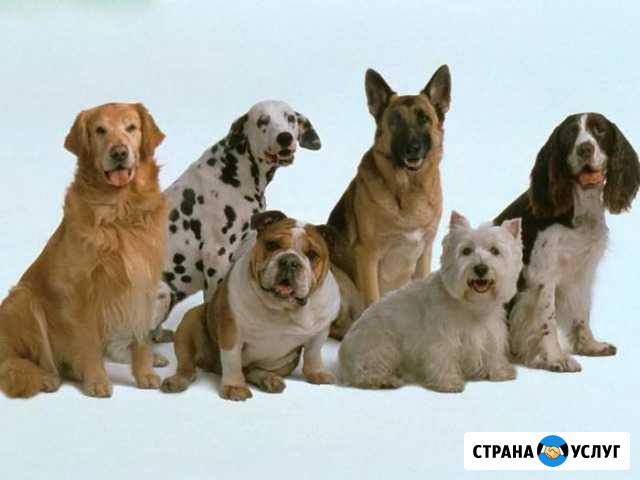 Выгул собак Астрахань - изображение 1