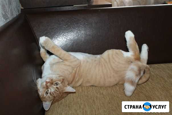 Стрижка кошек на дому Ловозеро - изображение 1