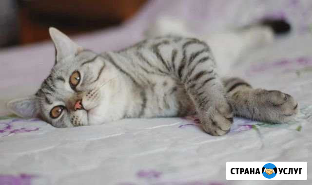 Передержка кошек Красногорск - изображение 1